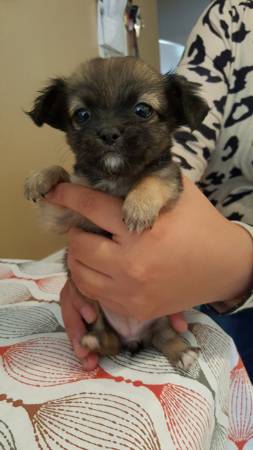 Chihuahua puppies (Chicago midway)