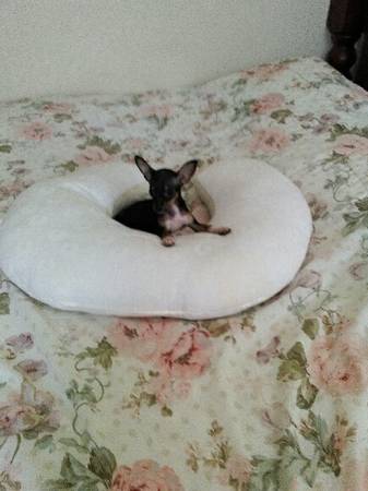 Chihuahua puppy (Miami)