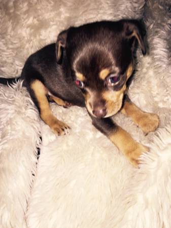 Chihuahua puppy need a new home (hayward  castro valley)