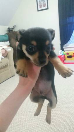 Chihuahua puppy needs new home (Pawtucket)