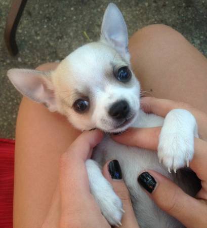 Chihuahua Puppy (roselle)