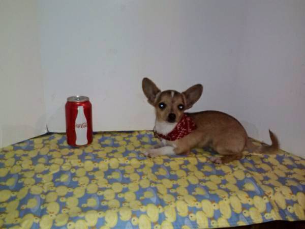 Chihuahua Puppy Tiny amp Adorable