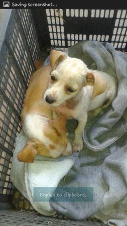 Chihuahua puppys (lake worth)