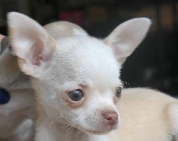 Chihuahua Pups (Mcdonough)