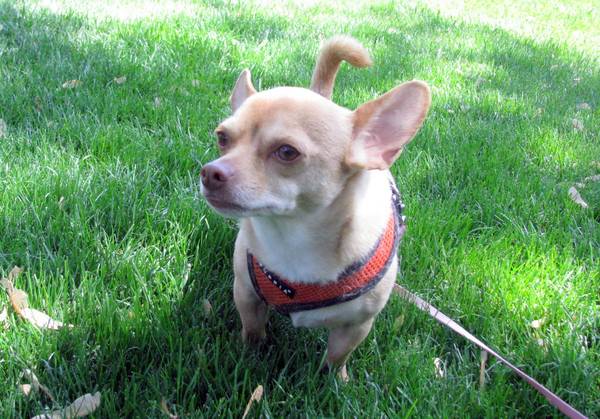 Chihuahua Seeks forever home (Fuzzy Pawz Rescue)