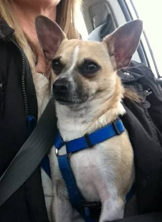 chihuahua terrier (middletown)