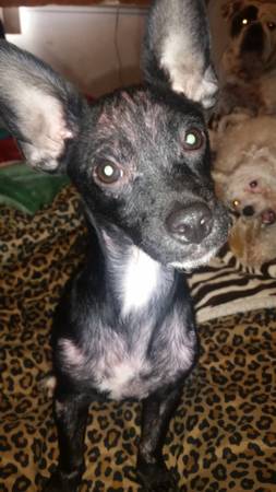 chihuahuadoxie mix (san jose south)