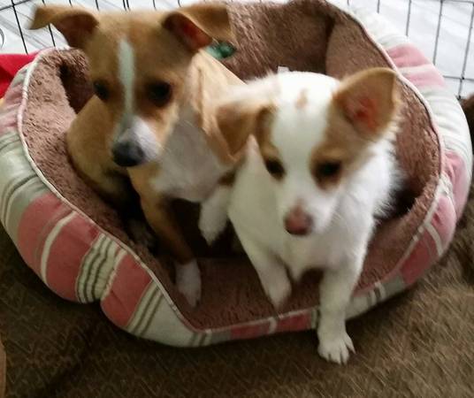 Chihuahuas (Northern VA)