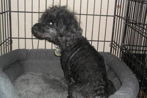 Chika beautiful miniature poodleblind (north fort worth)