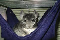 Chinchilla