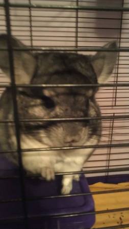 Chinchilla to rehome