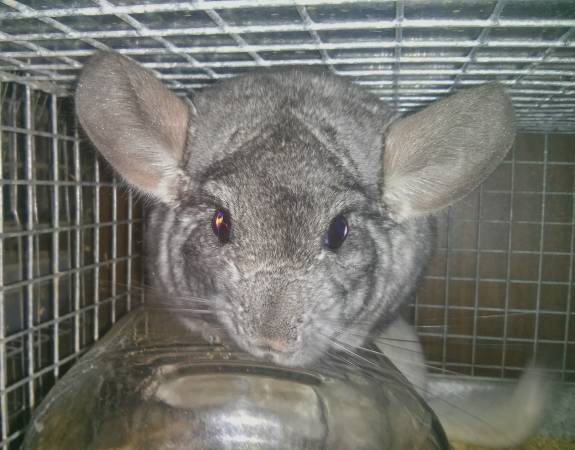 chinchillas (parkville)