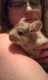 chinchillas (south fargo)