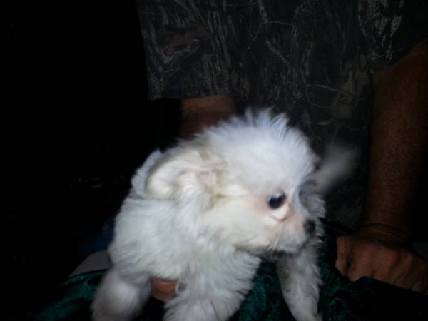 Chinese Crested powder puff puppy 100 now 11weeks old (Elgin)