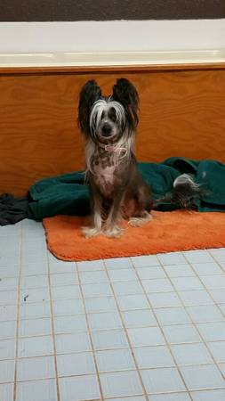 Chinese crested (purcell)