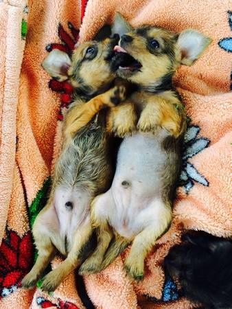 Chinese CrestedDachshund Mix Puppies (Plantation)