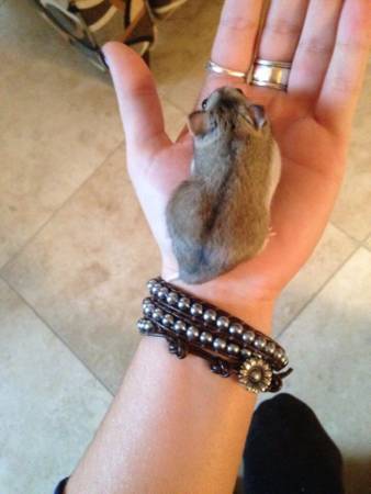 Chinese Dwarf Hamster for sale (Hendersonville)