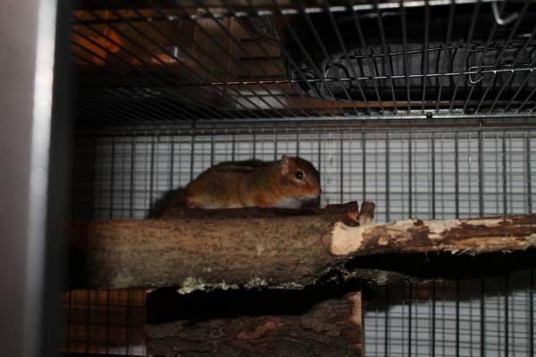 Chipmunks (Tullahoma)