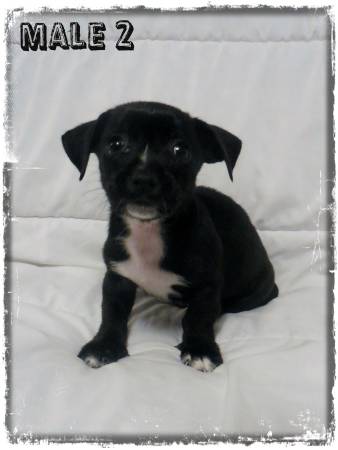 Chiweeni Chihuahua Miniature Dachshund Puppies (Cincinnati)