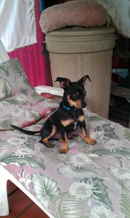 Chiweenie pup (Covington)