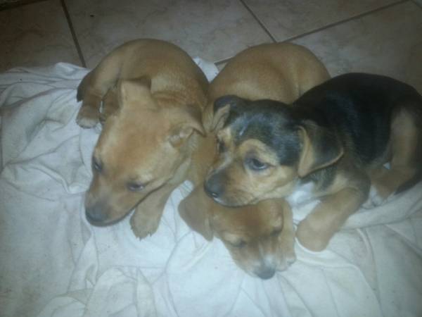 Chiweenies (Burleson)