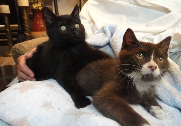 Chocolate brown kitten and his brother (Queensbury NY)