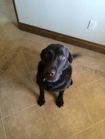 Chocolate Lab