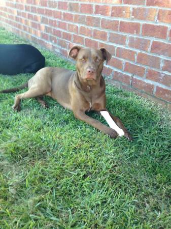 Chocolate lab