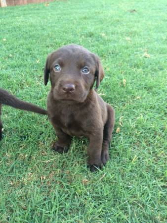 Chocolate Lab Puppies (Blanchard)