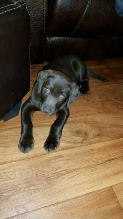 chocolate lab puppy