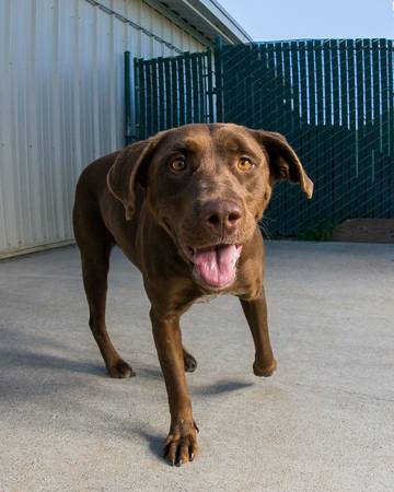 Chocolate Lab X, young F, Friendly, Energetic (North Bay)