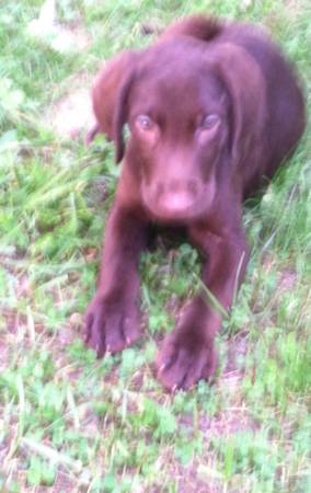 Chocolate Labrador Puppies (Mineola)