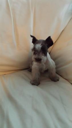 Chocolate parti toy Schnauzer (NW OKLAHOMA CITY)