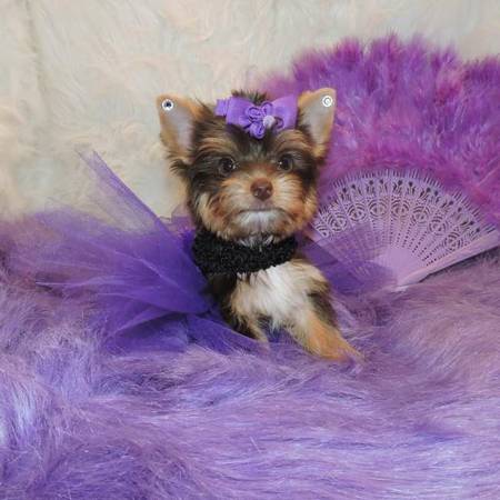 Chocolate Yorkie Puppy For Sale, Candice