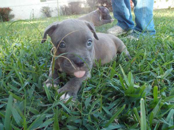 CHRISTMAS BLUE PITS W PAPERS (DELTONA)