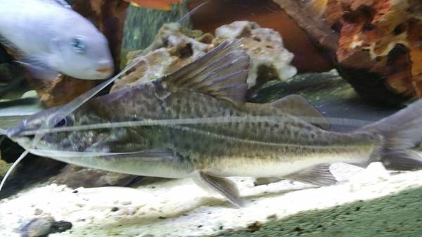 cichlids and Pictus catfish pair (clinton township)