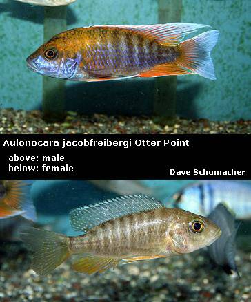 Cichlids available here
