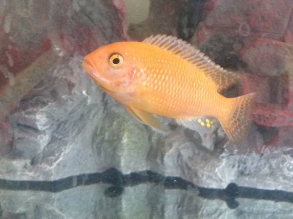 Cichlids need new home (Chicago)