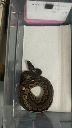 Cinnamon Blackback ball pythons (Plymouth)