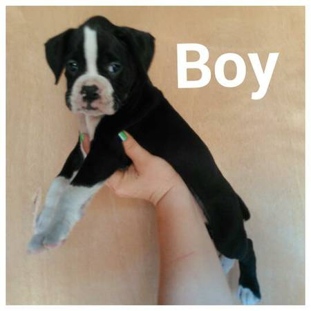 ckc boxer puppies (Seattle)