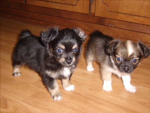 ckc longhair chihuahua pups (saucier)