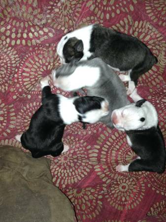 ckc olde english bull dog pups (hammond)