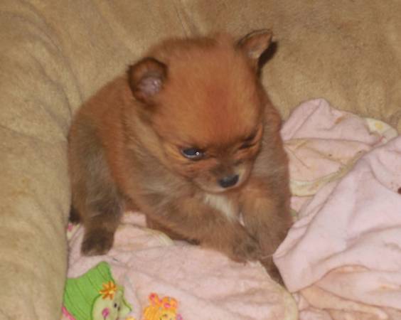CKC Pomeranian puppy (Cleburne)