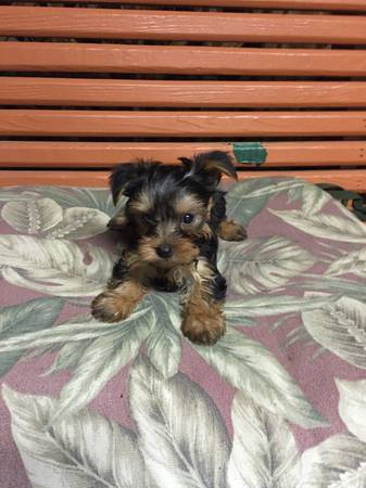 CKC REG YORKIE PUPPIES (Meridian)