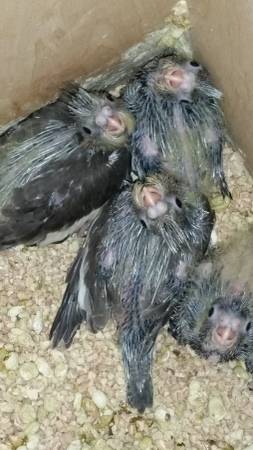 cockatiel babies (manchester nh)