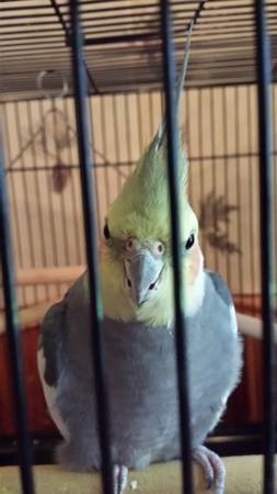 cockatiel for rehoming 65 finger trained (zimmerman)