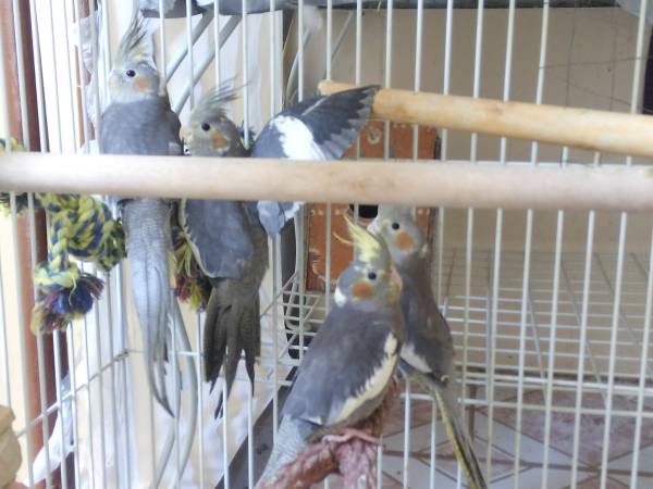 cockatiel (perth amboy)