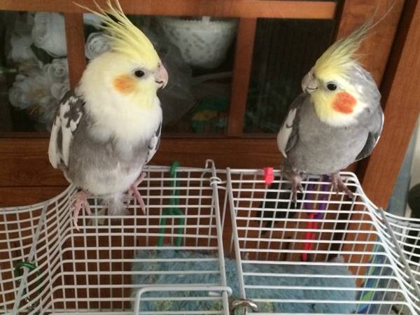 Cockatiels for trade (Wake Forest)