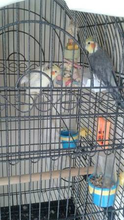 Cockatiels with cage to a good home small rehoming fee (kissimmee)