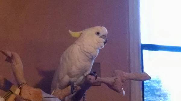 Cockatoo (Wilmington)